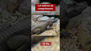 Crocodilos - Tamanho e Peso!