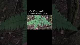 Pteridium aquilinum - Western Bracken Fern