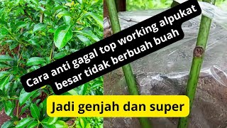 tutorial(cara) top working alpukat pohon besar tidak berbuah buah!!!! ganti dgn kualitas super