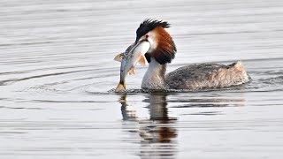 Vögel am Ijsselmeer_ Der Haubentaucher