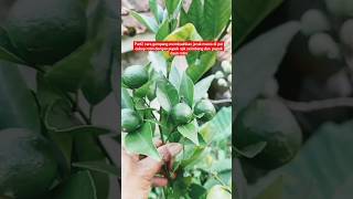 part2 cara membuahkan jeruk di pot#pertanian #berkebun #berkebundirumah