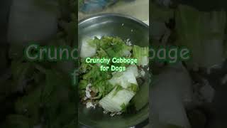 Crunchy Cabbage For Dogs | #shorts #americanbully