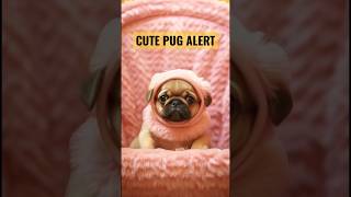 CUTE PUG #cutepuppy #dog  #puppy #shorts #viral #trending #shorts  #youtubeshorts #cute #doggo #dogs