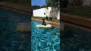 Pool Day #fyp #fypシ #ytshorts #shortsviral #shortsvideo #dogs #shortsfeed #dogshorts #yt