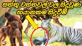 සත්තු වත්තවල් වල සිදුවුණ භයානකම සිදුවීම් |  The most dangerous incidents in zoos |  Mnim studio