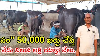 ఆవు ఆరోగ్యం ముఖ్యం Narender Reddy dairy farm @MalleshAdla