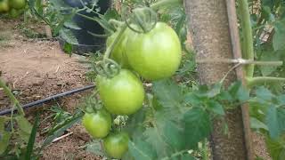 A IMPORTÂNCIA DA ADUBAÇÃO COM BORO NO TOMATE