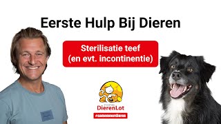 Alles over de sterilisatie van een teef