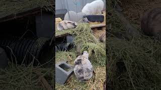 Rabbit Colony February #urbanpermaculture #rabbitcolony #homestead