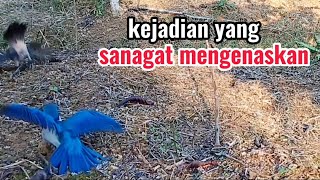 kejadian yang sulit saya lupakan,mikat di tanah kena musibah