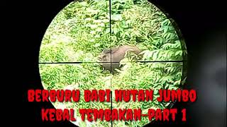 AJIB !! BABI HUTAN UKURAN JUMBO KEBAL PELURU