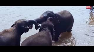 Elephant Bath Sri Lanka | Pinnawala