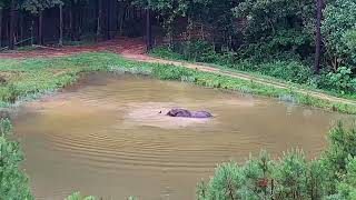 The Elephant Sanctuary | Nosey Goes Swimming