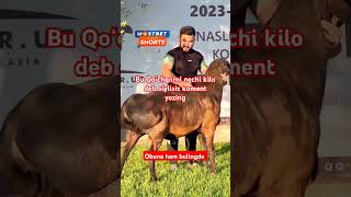 Nechi kilo drb oylaysz #sevishganlarsuhbati #horse #instagram #rek #rekk #tiktok #funnyshorts