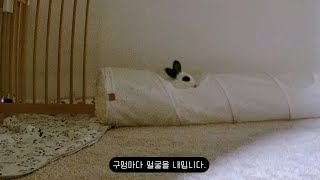 🐇복순이의 소소한 루틴 엿보기👀