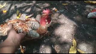 Un gallo con 3 patas 😱😱🐓🐔