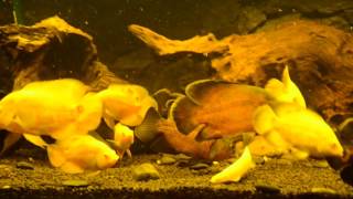 Astronotus ocellatus feeding