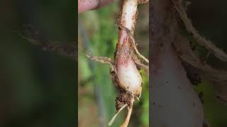 Root worms on garlic