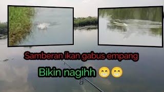 Casting ikan gabus ll di empang udang