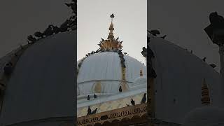 Pigeons at Mehrauli Dargah #dargahajmer #kashmir #delhi