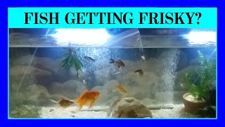 Episode 116 - How To Tell If Your Fish Are Spawning. (And some breeding tips too!)