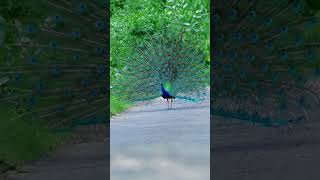 Real natural Beauty of God's Creation #love #peacockbeauty #birds #peacocks #peacocking #nature