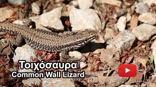 Τοιχόσαυρα (Common Wall Lizard) - Podarcis muralis