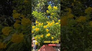 manja pookkalude kaalam #yellow #flowers #kerala #subscribe #yellowflower #shortsfeed #viralvideo