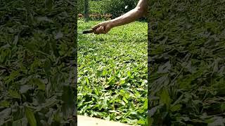 pemangkasan rumput gajah mini biar rapet padet kaya karpet,,