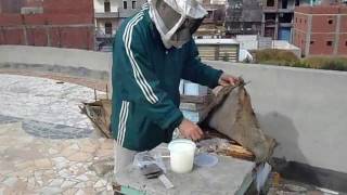 مقاومة الفاروا بمواد طبيعية    Treating Varroa with Thymol and natural oils