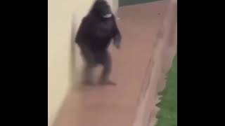 Gorilla walk