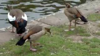 Nilgans