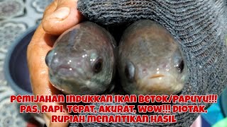 PEMIJAHAN PAPUYU!!! PAS, TEPAT, AKURAT, PUNDI RUPIAH MENANTIKAN HASIL