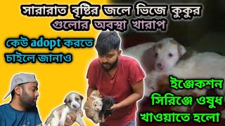 বৃষ্টির জলে ভিজে কুকুর গুলোর অবস্থা খুব খারাপ||condition of the dogs is very bad due to the rain