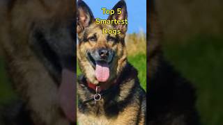 Top 5 Smartest Dogs #shorts  #smartestdogbreeds #germanshepherd