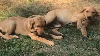 Playful Goldador Siblings - 13 week old Pups