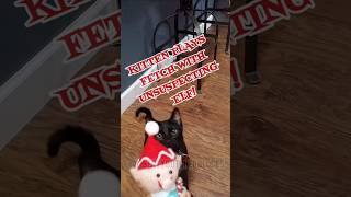 KITTEN PLAYS FETCH WITH ELF!