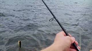 Early Spring Largemouth with soft plastic