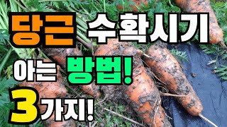 당근 수확시기 아는 방법 3가지! 당근수확시기, 당근캐는시기, Carrot harvesting time, How to know when to harvest carrots