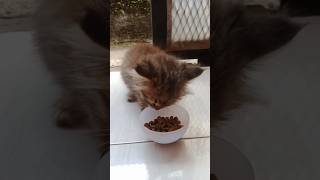 LAHAP NYA ANAK KUCING INI MAKAN SIANG #pecintakucinglucu #kitten #catlover