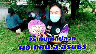 วิธีเก็บเห็ดปลวกที่ถูกต้อง | อาหารอีสานพื้นบ้าน | ป้าอุ๊พาเพลิน