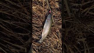 Beautiful rainbow trout #rainbow #trout #fishing #winter