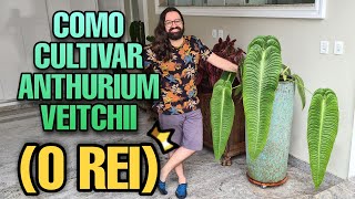 Por que a internet está OBCECADA por essa planta ? ANTHURIUM VEITCHII