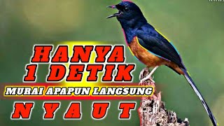 Murai batu gacor AMPUH buat pancingan murai batu agar bunyi jadikan burung murai batu gacor emosi