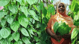 পান চাষে আন্না খাতুনের ভাগ্যবদল। দুই বিঘা পানে চার লক্ষ টাকা আয় করেছেন নারী উদ্যোক্তা। 