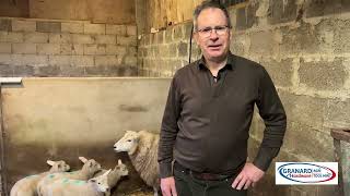 EWE WITH LAMB NUTS 20 TESTIMONIAL- JOHN KIERNAN