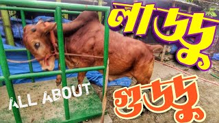 পূর্বাশা এগ্রো থেকে কিনে ফেলুন গরিবের ব্রাহমা  || Purbasha Agro