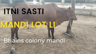 cow mandi 2022/ bhains colony cow mandi @mandivlogswithEjaz