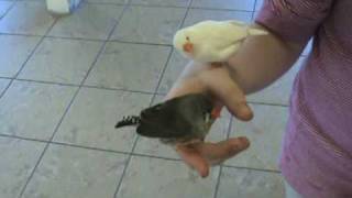 hand tame zebra finches