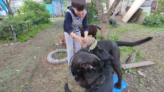 Щенки лабрадора играют с кузнечиком. 🦗/Labrador puppies play with a grasshopper.